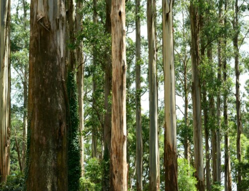 Mighty Oaken Cask #8: Australian Whisky in Native Wood